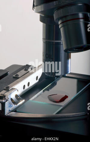 Microscopio con campione di sangue isolato su bianco Foto Stock