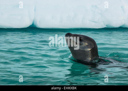 Guarnizione di leopard (Hydrurga leptonyx), Pleneau Bay, Antartide Foto Stock
