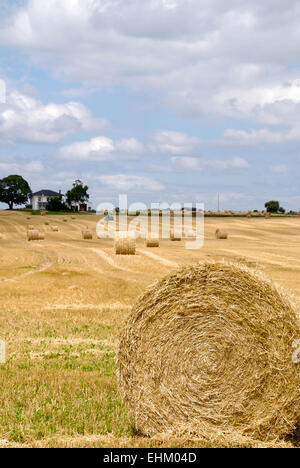Un campo di taglio fresco round balle di fieno che viene raccolto da un agricoltore di Ontario in tarda estate. Foto Stock