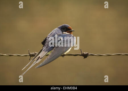 Barn Swallow (Hirundo rustica) essiccare le sue ali mentre appoggia sul verde filo dentellato di bagnare dopo una pioggia. Foto Stock
