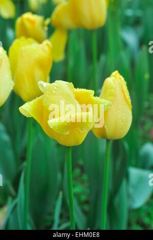 Tulipani gialli in giardino Foto Stock