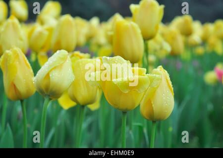 Tulipani gialli in giardino Foto Stock