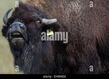 Zuehr, Germania. 3 Mar, 2015. Un bison vacche sorge in un paddock vicino Zuehr, Germania, 3 marzo 2015. Bisonti e Bisonti combattenti tradizionalmente abitati il greate pianure del nord America, ma sembrano sentire anche molto confortevole di girovagare per le grandi pianure del Mecklenburg-Vorpommern. 12 mares, un giovane maschio bison e una massiccia bull mark la prima razza agricoli di questo North American bovino selvatico sulle grandi pianure di Mecklenburg. Foto: Jens Buettner/dpa/Alamy Live News Foto Stock