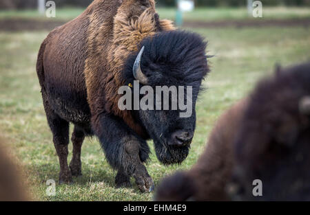 Zuehr, Germania. 3 Mar, 2015. Di otto anni di vecchio bison bull passeggiate attraverso un paddock vicino Zuehr, Germania, 3 marzo 2015. Bisonti e Bisonti combattenti tradizionalmente abitati il greate pianure del nord America, ma sembrano sentire anche molto confortevole di girovagare per le grandi pianure del Mecklenburg-Vorpommern. 12 mares, un giovane maschio bison e una massiccia bull mark la prima razza agricoli di questo North American bovino selvatico sulle grandi pianure di Mecklenburg. Foto: Jens Buettner/dpa/Alamy Live News Foto Stock