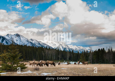 Wild montagna Elk, il Parco Nazionale di Banff Alberta Canada Foto Stock