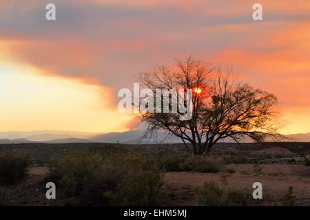 Albero con gli incendi forestali in distanza Foto Stock