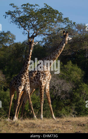 Due Giraffe Masai combattimenti o restringimento (Giraffa camelopardalis tippelskirchi) Foto Stock