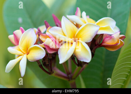 Bellissimi fiori di plumeria Foto Stock