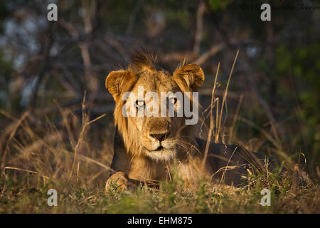 Lion (Panthera leo) sedersi in buona luce. Foto Stock