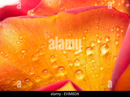 Gocce di rugiada su un fiore di rose Foto Stock