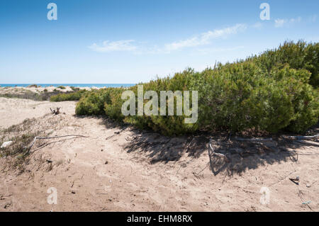 Pino di Aleppo, Pinus halepensis, crescendo in dune nella spiaggia di Carabassi, Elche, Spagna Foto Stock