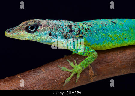 Barbados Anole (Anolis estremi) Foto Stock