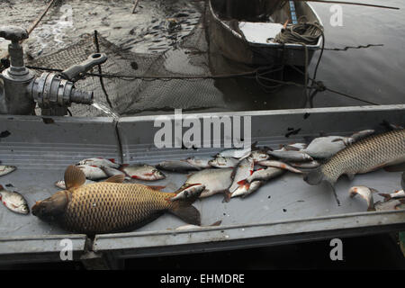 Il pescato di comune rudd e la carpa comune essendo ordinata durante una pesca al laghetto Horusicky in Boemia del Sud, Repubblica Ceca. Foto Stock