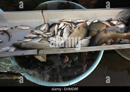 Il pescato di comune rudd e la carpa comune essendo ordinata durante una pesca al laghetto Horusicky in Boemia del Sud, Repubblica Ceca. Foto Stock