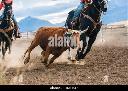 I pastori caucasici a caccia di bestiame al rodeo Foto Stock