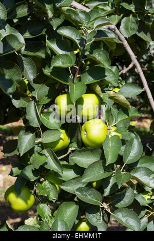 Mele Verdi ancora sulla struttura ad albero Foto Stock