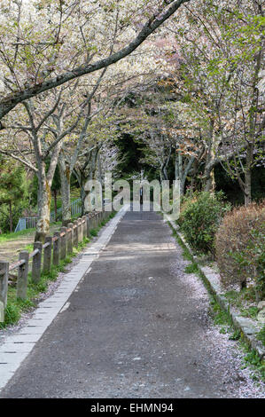 I ciliegi fioriti (prunus) fiancheggiano il popolare sentiero a piedi chiamato The Philosopher's Walk, all'inizio della primavera (Kyoto, Giappone) Foto Stock