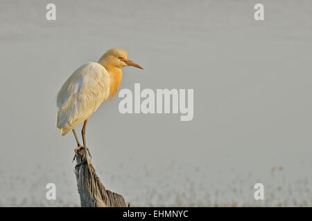 Airone guardabuoi (Bubulcus ibis) in allevamento del piumaggio sono ' appollaiati su un tronco di albero in un lago in Ranthambhore national park Foto Stock