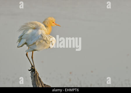 Airone guardabuoi (Bubulcus ibis) in allevamento del piumaggio sono ' appollaiati su un tronco di albero in un lago in Ranthambhore national park Foto Stock