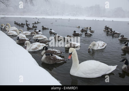 Gli uccelli acquatici raccogliere lungo il bordo del parzialmente congelati lago nel Prospect Park, sperando di essere alimentati da persone. Brooklyn, New York. Foto Stock