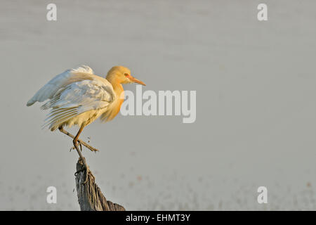 Airone guardabuoi (Bubulcus ibis) in allevamento del piumaggio sono ' appollaiati su un tronco di albero in un lago in Ranthambhore national park Foto Stock