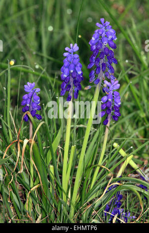 Giacinto di uva, Muscari botryoides Foto Stock