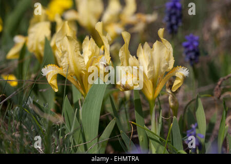 Iris pumila nel loro habitat naturale Foto Stock