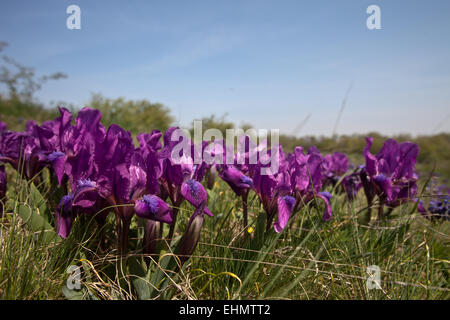 Iris pumila nel loro habitat naturale Foto Stock