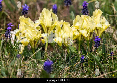 Iris pumila nel loro habitat naturale Foto Stock