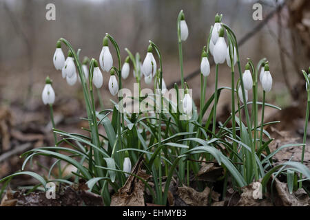 Poco snowdrop, Galanthus nivalis Foto Stock