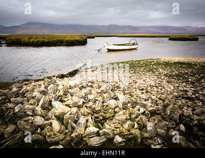 Scartato vuoti gusci di ostrica accatastati sulla spiaggia di Oyster Farm in Irlanda occidentale Foto Stock