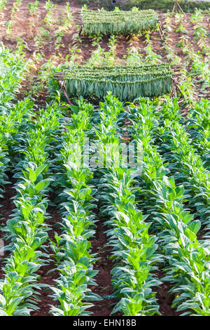 Le piante di tabacco, Viñales, Cuba. Foto Stock