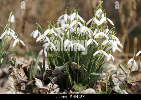 Poco snowdrop, Galanthus nivalis Foto Stock