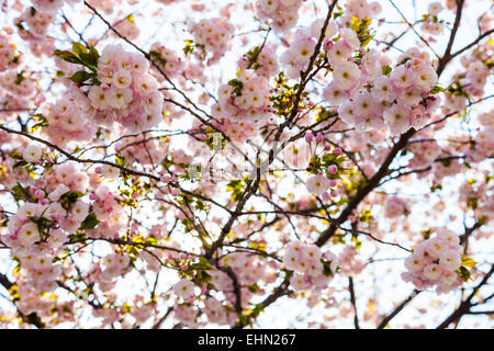 Cherry Orchard (Prunus sp.). Foto Stock