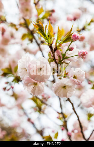 Cherry Orchard (Prunus sp.). Foto Stock