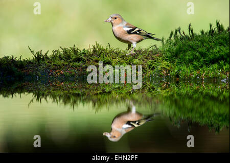 Comune (fringuello Fringilla coelebs) riflesso in piccoli boschi pond. Hawes, Yorkshire Dales, England, Regno Unito Foto Stock