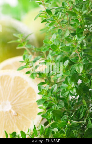 Limone fresca e profumata di timo con limoni in background. Foto Stock