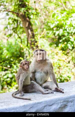 Le scimmie sul bordo di una strada, India. Foto Stock