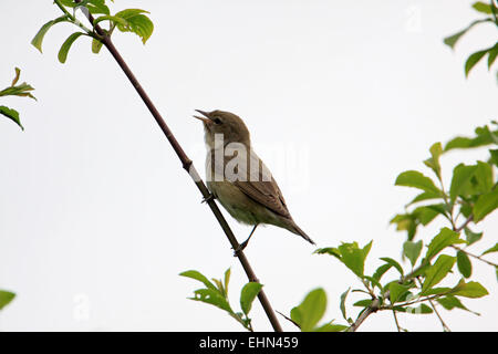 Sylvia borin, giardino trillo Foto Stock