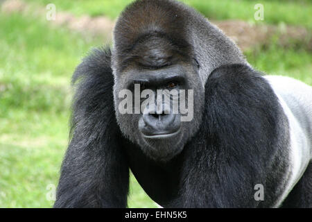 In prossimità di uno sguardo intimidatorio di un argento indietro gorilla. Foto Stock