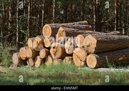 Grappolo di alberi abbattuti nei pressi di un sito di registrazione in attesa di essere trascinati via Foto Stock