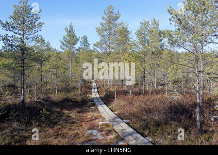 Sentiero in legno in Viru bog, Lahemaa National Park, Estonia Foto Stock