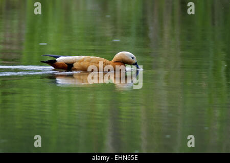 Tadorna ferruginea Foto Stock