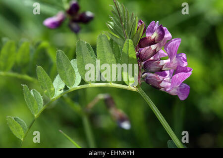 Vicia seppia, Bush veccia Foto Stock