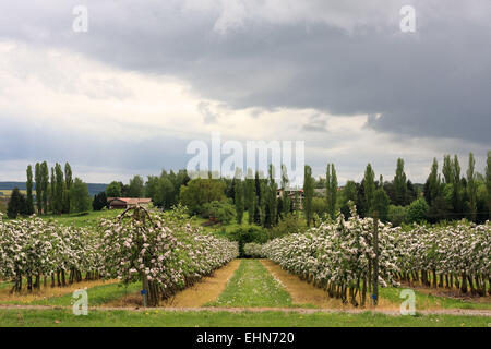 Giardino delle mele Foto Stock