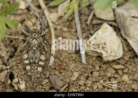 Blu-winged grasshopper, Oedipoda caerulescens Foto Stock