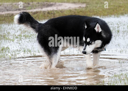 Friendly Cani giocando in un invaso wet dog park Foto Stock