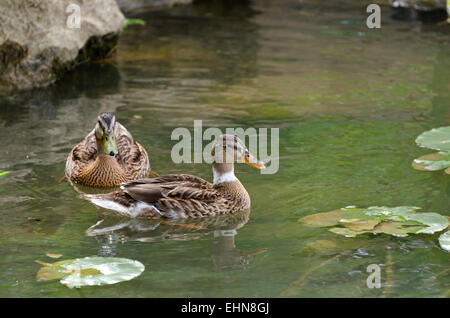 Due donne le anatre domestiche (Anas platyrhynchos) nuotare nel fiume Saône, Chalon-sûr-Saône, Borgogna, Francia. Foto Stock