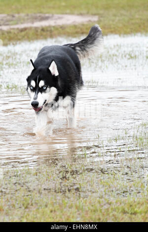 Friendly Cani giocando in un invaso wet dog park Foto Stock