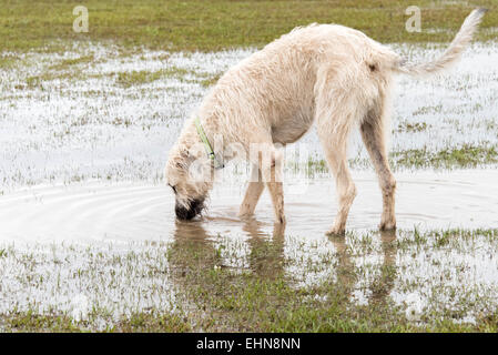 Friendly Cani giocando in un invaso wet dog park Foto Stock